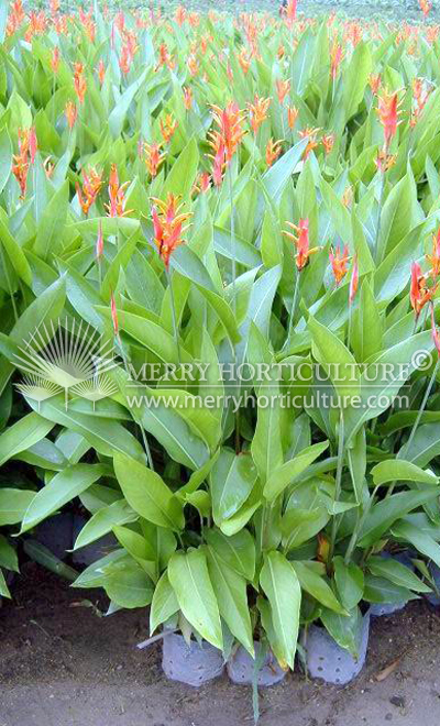 Heliconia psittcarum rubra